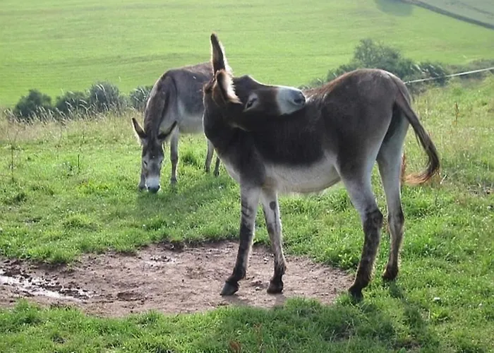 Cozy Chalet With Fireplace Located In Wooded Area Schönecken